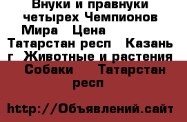 Внуки и правнуки четырех Чемпионов Мира › Цена ­ 70 000 - Татарстан респ., Казань г. Животные и растения » Собаки   . Татарстан респ.